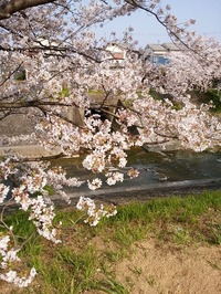 佐保川2019_04_17 (1)