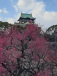 大阪城と梅4
