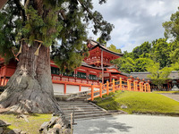 春日大社 (7)