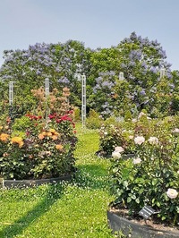 2022_06_19--長居植物園 (2)
