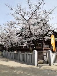 大阪天満宮桜