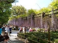 平等院の藤