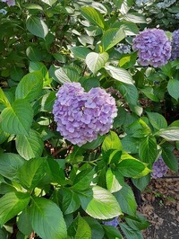 2022_06_19--長居植物園 (25)