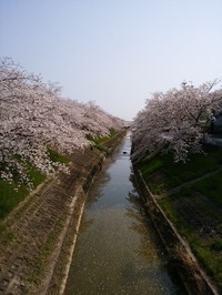 佐保川2019_04_17 (3)