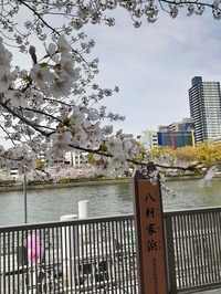 2022桜天満橋 (1)