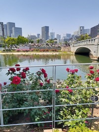 中之島バラ園 -2