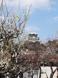 大阪城公園梅林-1