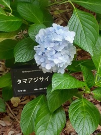 2022_06_19--長居植物園 (12)