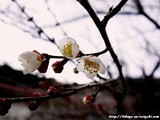 DSC02239