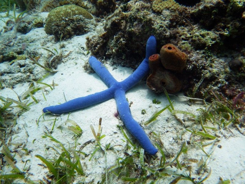セブ島のヒトデは派手すぎ セブ島旅行記 セブ島のヒトデは派手すぎ セブ島旅行記