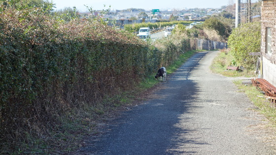 DSC08217