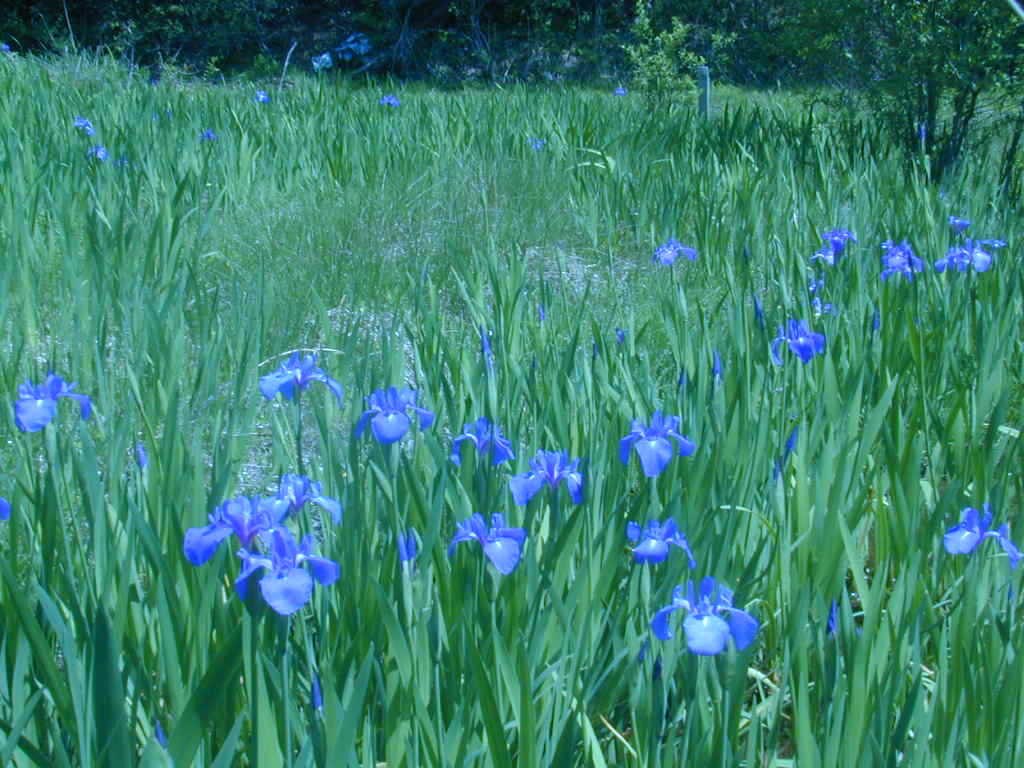 川辺のクレソンと山里のカキツバタ のんびり小児科医のひとりごと 川辺のクレソンと山里のカキツバタ のんびり小児科医のひとりごと