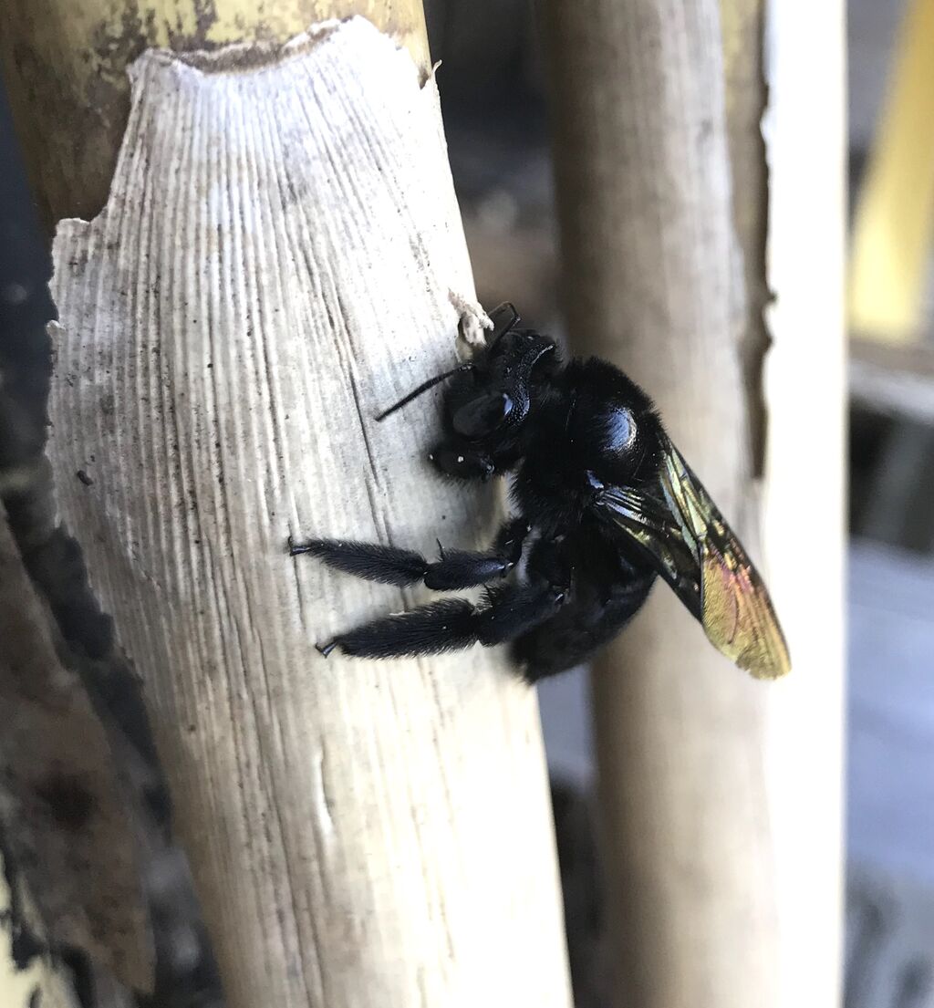 まっくろなクマバチ のんびり小児科医のひとりごと