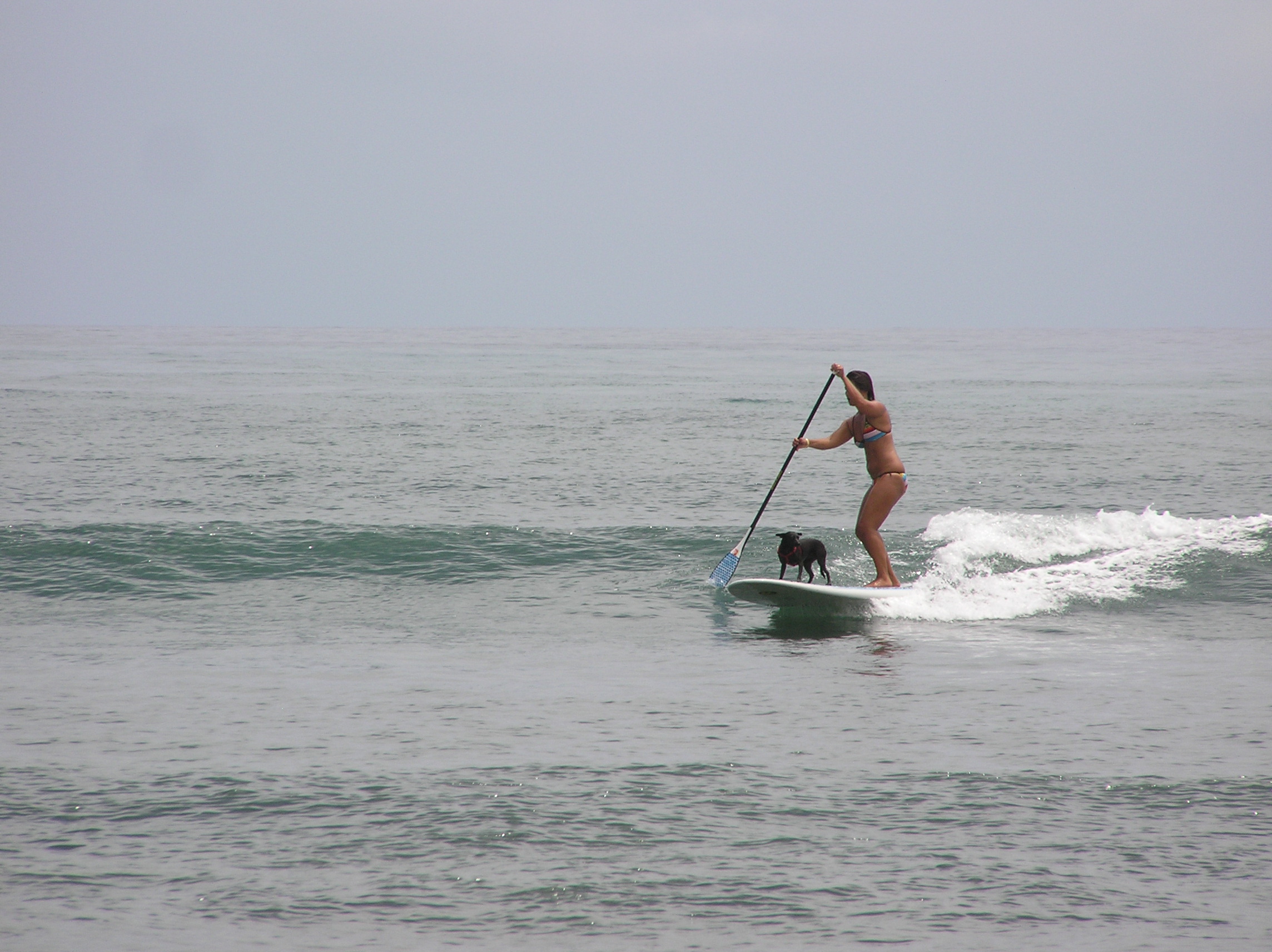サーフ犬 府中から タレント犬育成日記