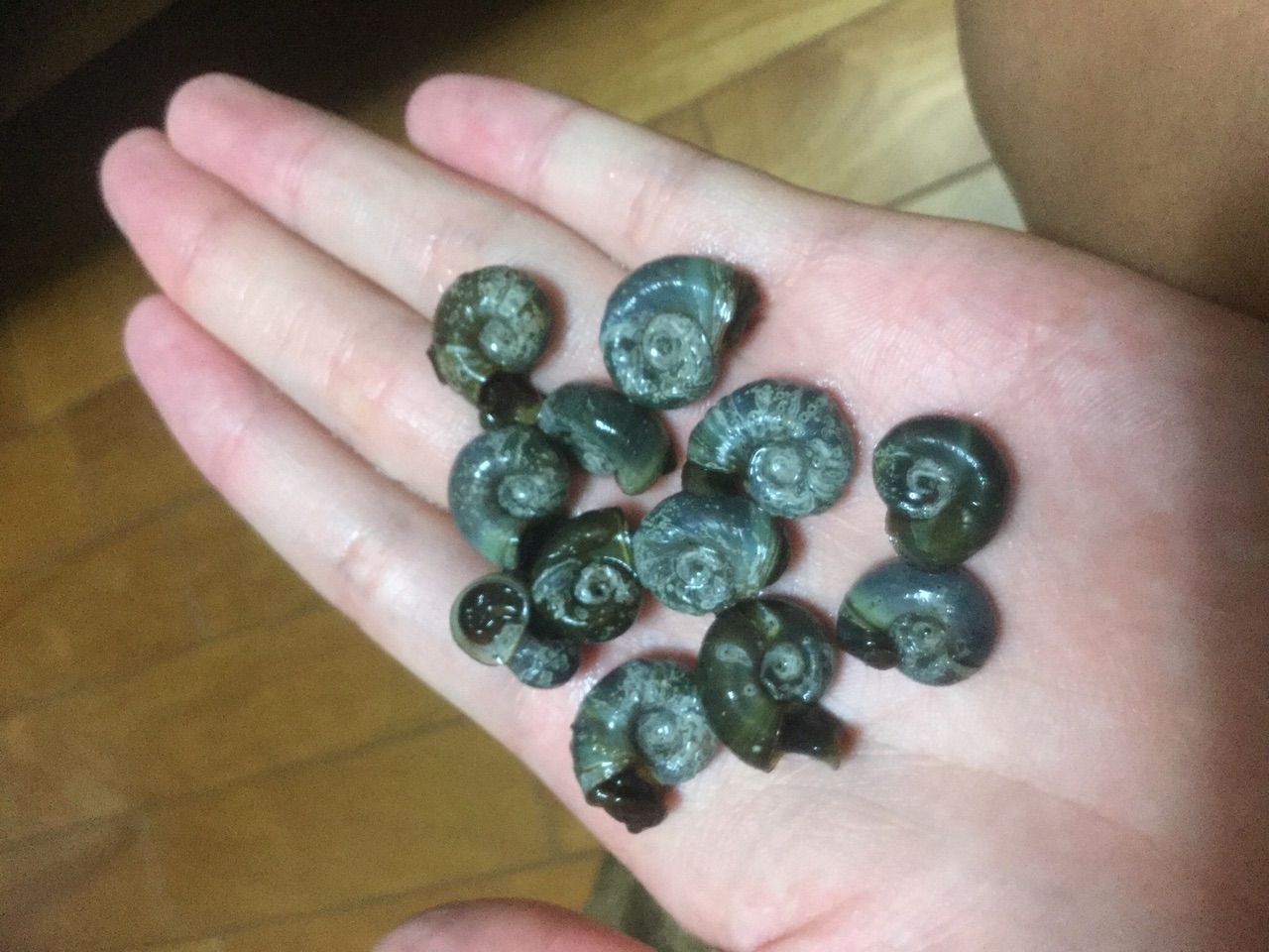 ブルー レッドラムズホーン購入 ボトルアクアリウムのブログ