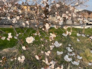 IMG_8590
