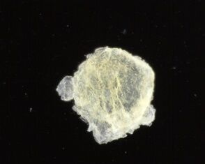 470倍偏光レンズ操作後