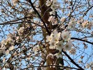 IMG_8594