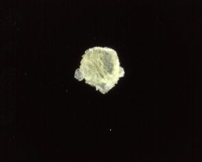 200倍偏光レンズ操作後