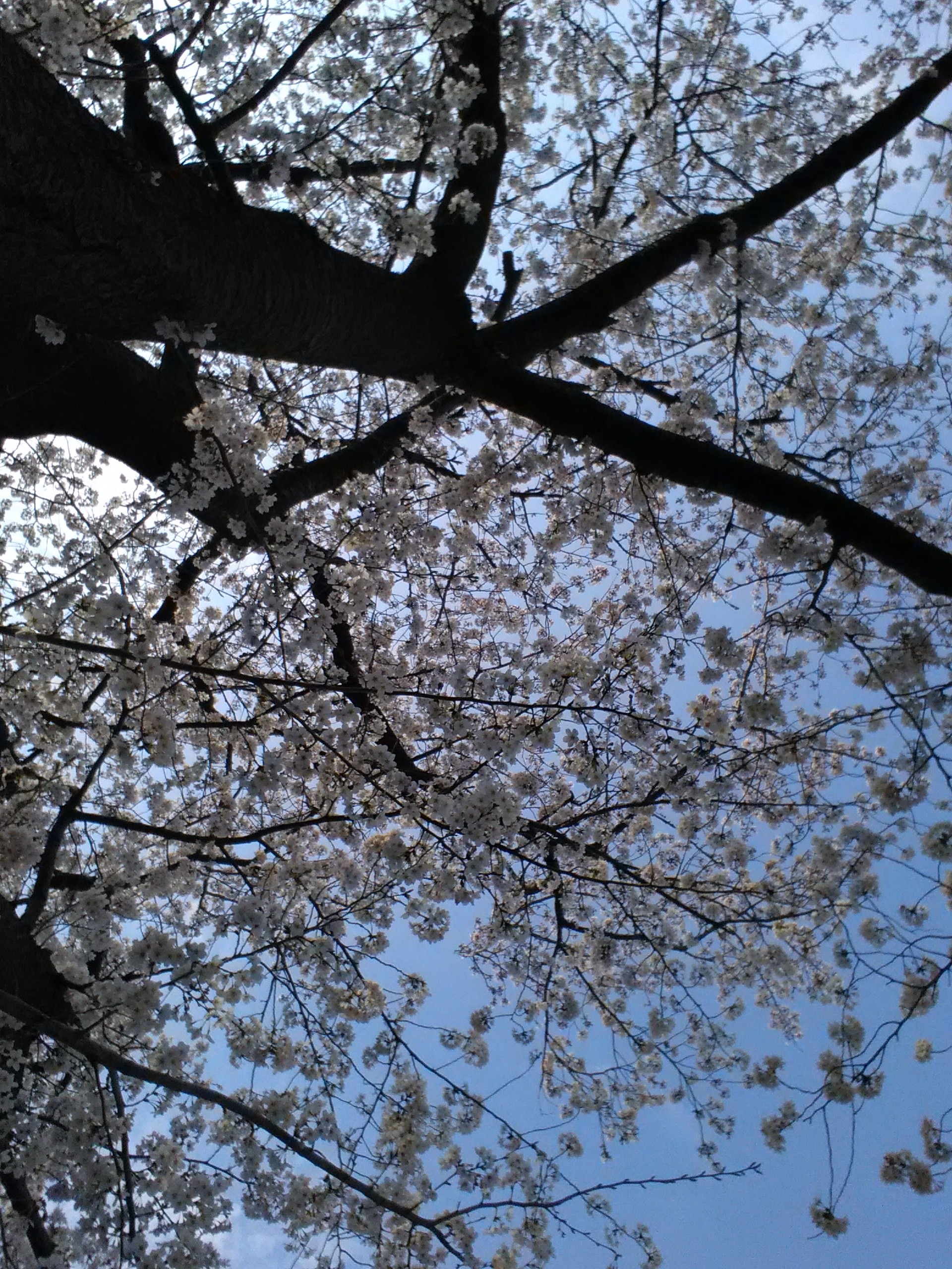 メガネ拭き02 桜の木の下に何かを発見した的な画像を作り Pixiv Factoryにメガネ拭きとして登録しました 画像合成編集レポ Kisekae Tips 1001