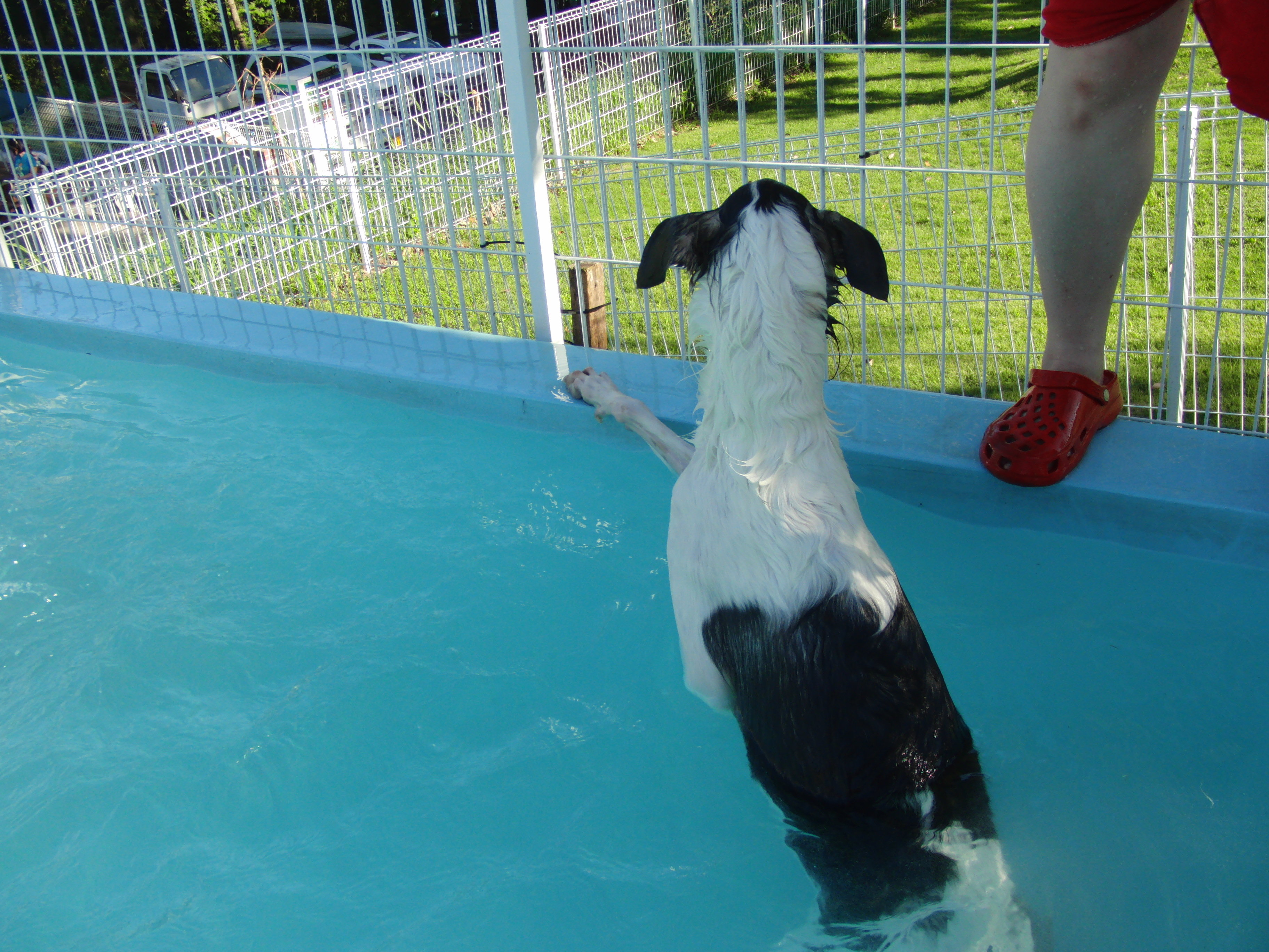 ドッグランひぬま ツインリンクもてぎ 美味しいもの 前編 君臨 粗びき飼い主様