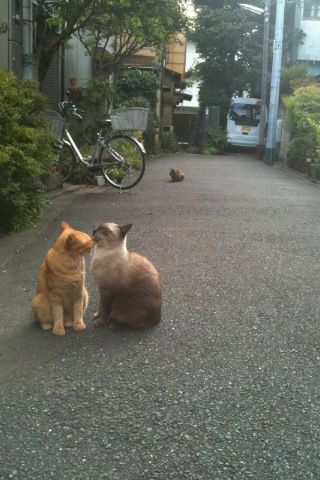 猫
