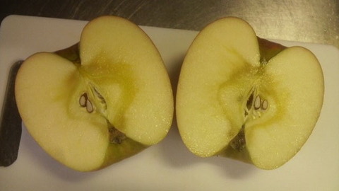 リンゴ収穫２