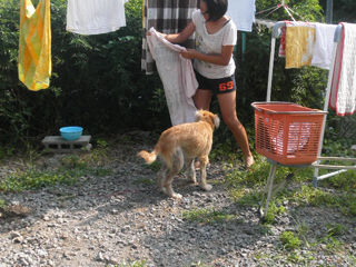 ビスコ 猛暑な日々 ピーナッツ日記 ビスコ 猛暑な日々 ピーナッツ日記