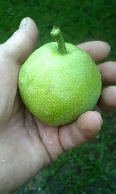 middle_1182678429