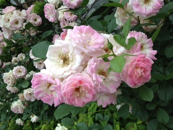 写真 (29)