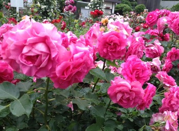 写真 (30)