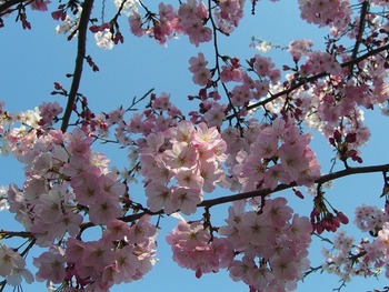 CIMG0456