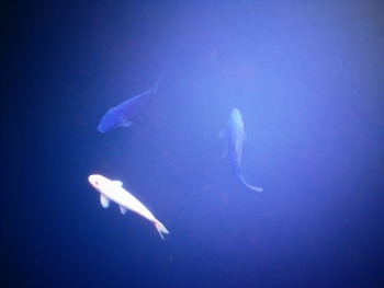 photo (17)