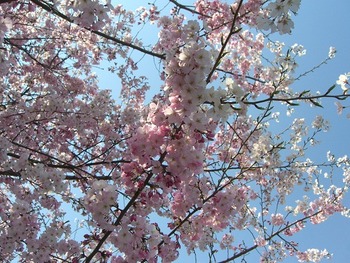 CIMG0449