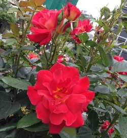 写真 (28)