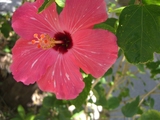 haib