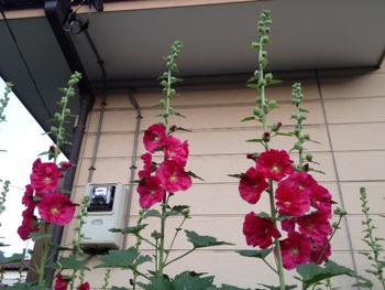 写真 (47)