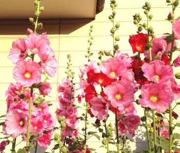 写真 (45)