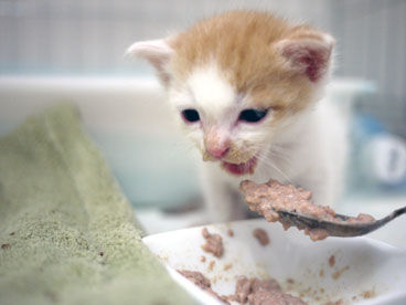 猫_赤ちゃん_離乳食_猫ねこch