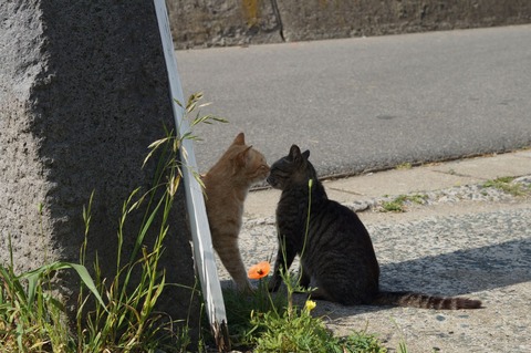 相島07_猫ねこch