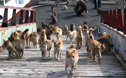 愛媛_猫島_猫ねこch