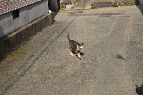 相島09_猫ねこch