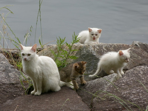 岩場08_猫ねこch