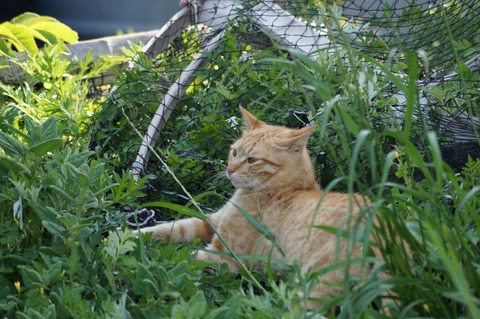 相島31_猫ねこch