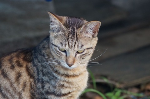 相島18_猫ねこch