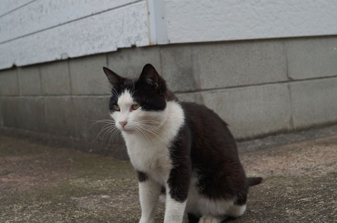 相島17_猫ねこch