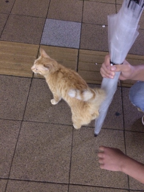 駅10_猫ねこch