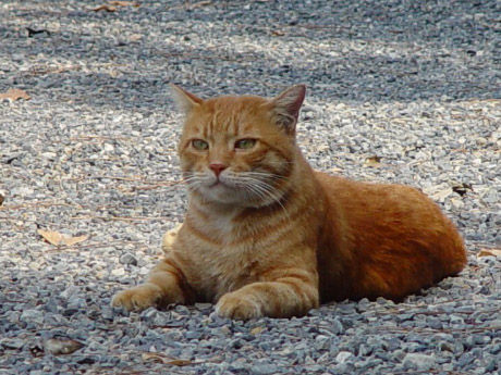 野良猫_拾いたい2_猫ねこch