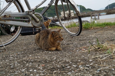 相島24_猫ねこch