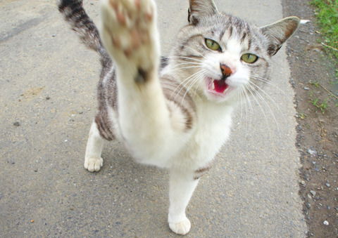 猫_その他の病気_猫ねこch